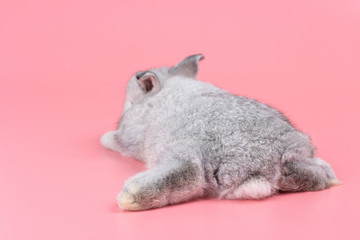 Gray adorable baby rabbit on pink background. Cute baby rabbit.