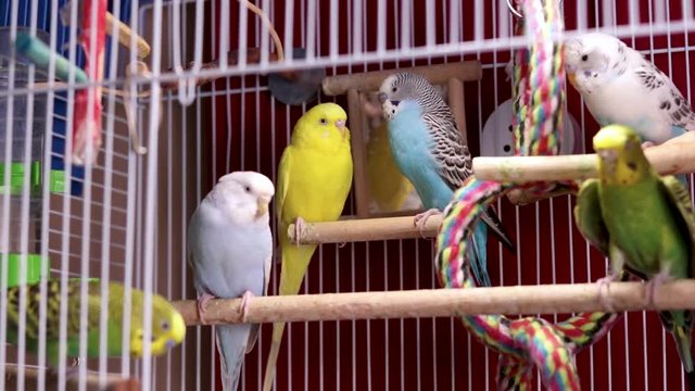 A happy family of multiple budgies resting, sleeping and simply being cute on a perch inside the cage.