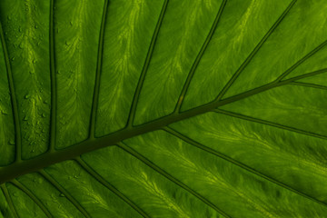 Wet leaf of a tropical tree shot from below.