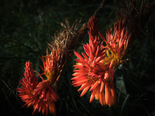 flor roja de pétalos puntiagudos sobre fondo oscuro con bonita luz