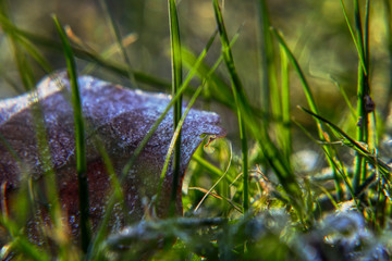A beautiful morning light in grass. A sunrays falling down to grass and create this picture with leaf and grass