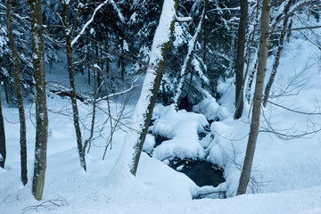 bavarian national park winter snow forest trees frost and sun landscape nature beauty