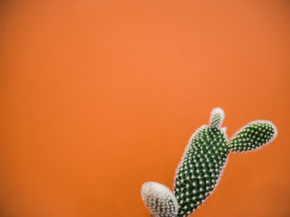 Small opuntia microdasys cactus plant also known as bunny ears cactus against a vibrant orange background