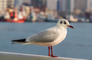 Winter plumage of Black-headed gull.