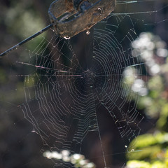 tela araña al amaneces con gotas de agua en un bosque