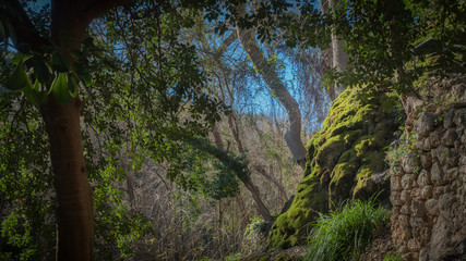Fototapeta premium bosque con musgo en un día soleado