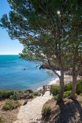 Fototapeta na wymiar Trees next to the coast of ametlla de mar, Tarragona