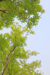 Pagoda tree in the sky