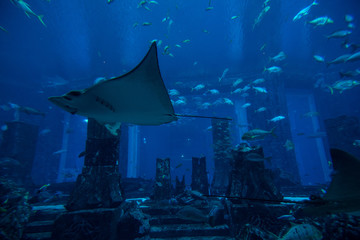 Photo of a tropical fish on a coral reef in an big aquarium