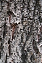 Dark grey tree bark texture