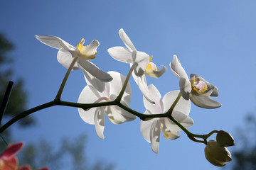 Beautiful white orchid flowers cluster