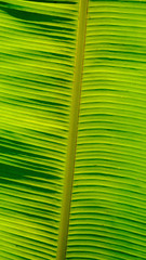 Beautiful veins of tropical plant leaves. Banana leaf background, nature background.