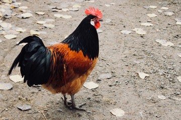 portrait of a rooster