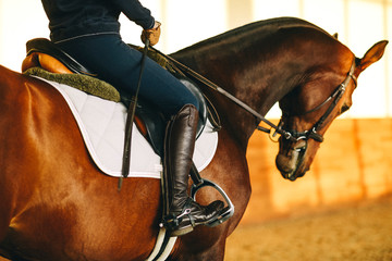 equestrian horse training 
