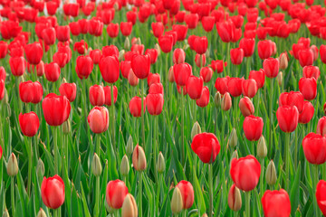 Fototapeta premium Tulips flowers in the garden