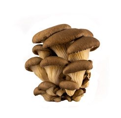 Raw oyster mushrooms (pleurotus) on white background
