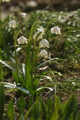 Spring flowers in the field