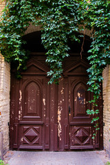 Fototapeta na wymiar Old wooden door and green plant under it