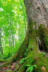 【青森県十和田】蔦の沼巡りの小道はぶな林の中