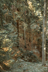 natural pine forest at sunny day, pure nature concept