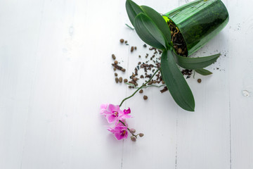 Orchid flower on white background