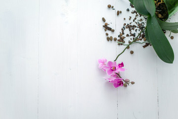 Orchid flower on white background