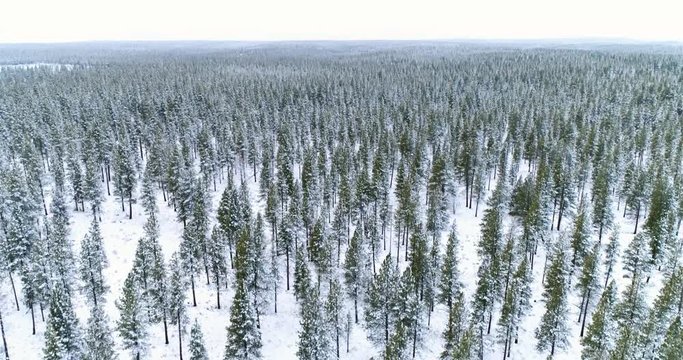 Aerial starting low over snow covered trees and rising up to reveal a vast, wintry landscape.  Deschutes National Forest near Bend, Oregon in December, 2018.