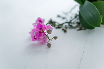 Orchid flower on white background