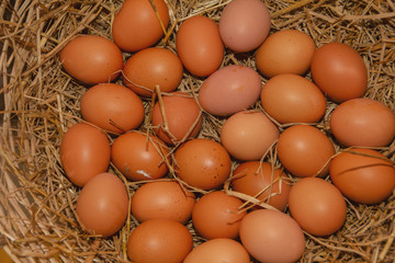 The eggs lay on straw in the coop/ eggs in the coop