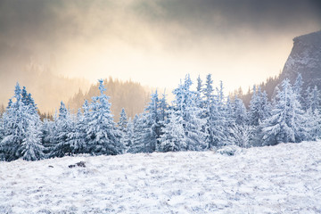 winter landscape with snowy fir trees in the mountains