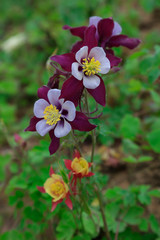 Fototapeta premium garden columbine flowers