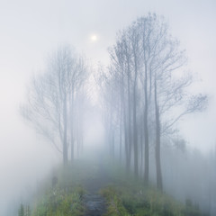 Foggy mystery moonlight in long way with trees