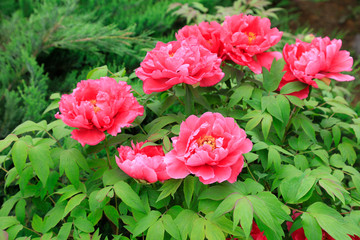 Fototapeta premium peony flowers in the park