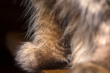 closeup of a fur