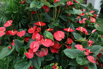 Flowers in the garden