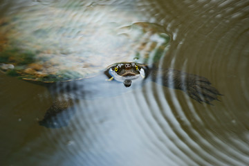 Australian freshwater turtle