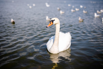 White swan in the water and seagalls in background