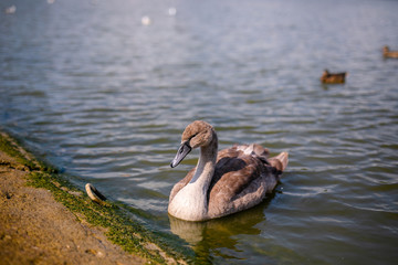 Gray swan in the water and seagalls in background