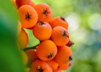 Beautiful rowan berries close up