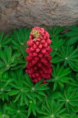 lupin flowers