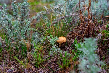 mushrooms in forest