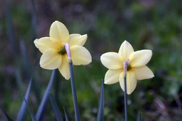 Foto op Canvas A couple of daffodils © zatletic