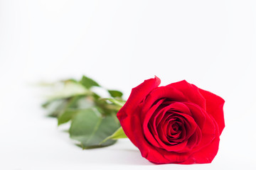 A fresh red rose big bud and petals with green leaves on bright white background with valentines and empty space Felicitation Minimalist concept Copy Space and template
