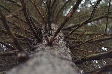 Large branches of beautiful trees