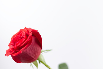 A fresh red rose big bud and petals with green leaves position left on bright white background and empty space Felicitation Minimalist concept Copy Space and template