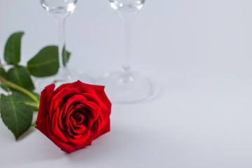 A fresh red rose big bud and petals with green leaves on white background and two champagne glasses Empty space Felicitation Minimalist concept Copy Space and template