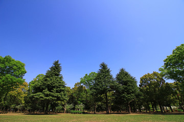 Blue sky and forest landscape