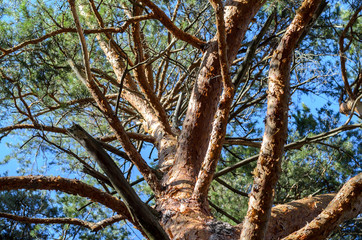Large branches of beautiful trees
