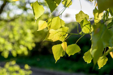 Beautiful leaves of trees in the sunlight