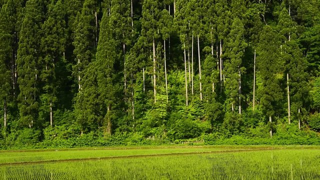 田植えを終えたばかりの水田